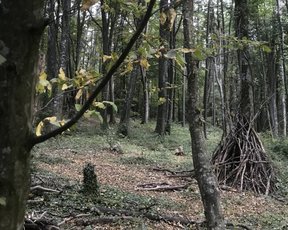 Une forêt jardin comme outil pédagogique